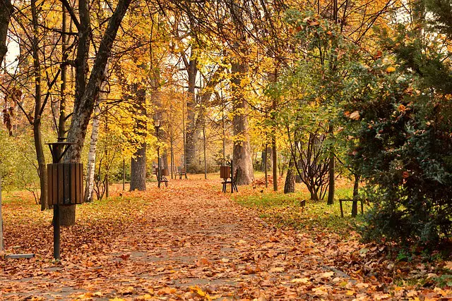 A leaf-strewn park path in autumn. A fall client event in a public park is a great way to create engagement.