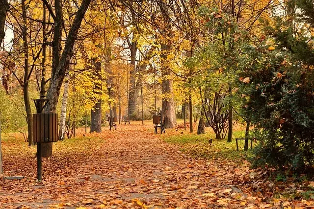A leaf-strewn park path in autumn. A fall client event in a public park is a great way to create engagement.